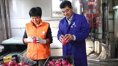 杏耀1000斤火龙果酒发酵中，特邀您体验后期果酒压榨、灭菌全过程！