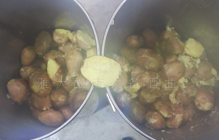 12.24杏耀帮学员研发红皮土豆酒