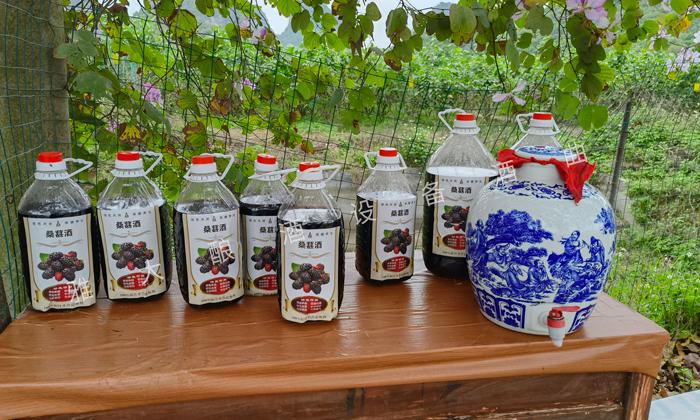 用杏耀果酒酿酒设备酿酒师做桑葚酒