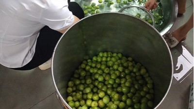 李子熟了，又一个朋友来杏耀不锈钢酿酒设备学做李子酒