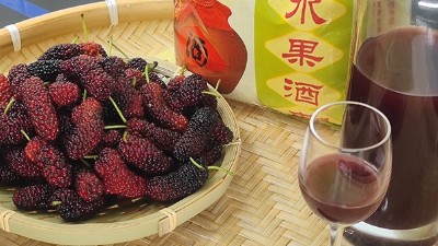 将桑葚酿成酒，杏耀大型酿酒设备厂家助力湖北农产品滞销