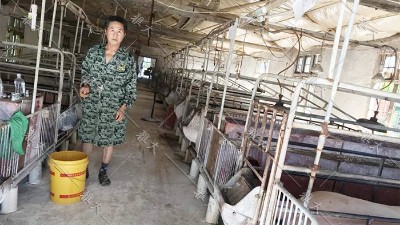 养猪粮食消耗大，成本高？试试白酒蒸馏设备酿酒+酒糟养猪新模式！