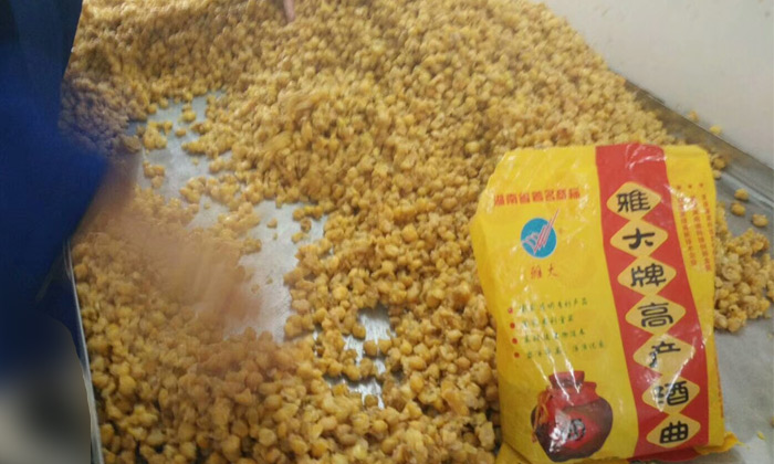 用杏耀高产酒曲酿造的玉米酒品质稳定