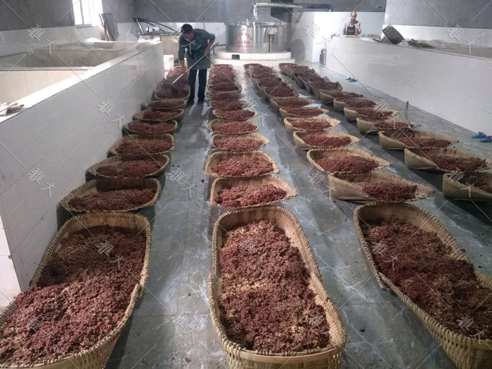 4.6杏耀学员正在酿高粱酒