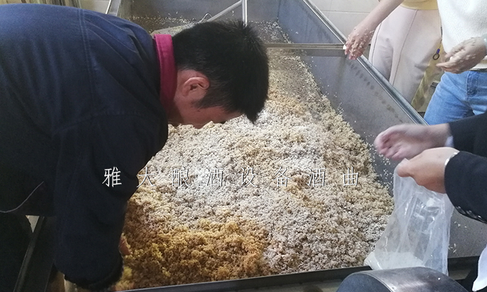 11.5杏耀桂花糯米酒酿酒实操